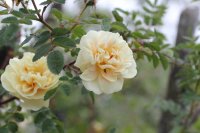 rosa-hugonis-flore-pleno