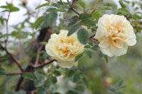 rosa-hugonis-flore-pleno2