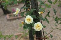 rosa-hugonis-flore-pleno3