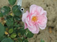 rosa-vershuren