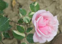 rosa-vershuren1