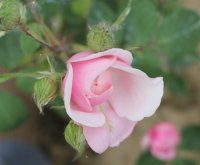 rosa-vershuren11