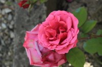 rosa-vollendung
