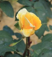 rose-moet2