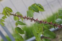 rosenwunder