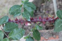 rosenwunder2