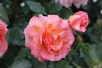 rosenwunder3