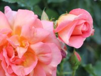 rosenwunder4