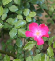 rosy-carpet