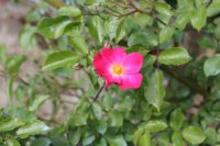 rosy-carpet2