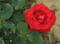 rouge-dorieux