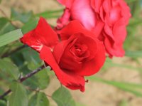 rouge-dorieux2
