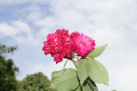 serratipetala-3