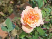 souv-de-gilbert-nabonand22