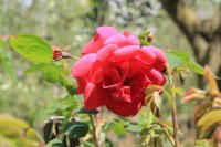 superba-va-rosem