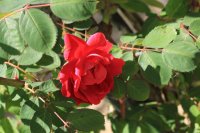 superba-va-rosem2