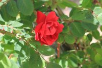 superba-va-rosem3