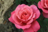 sweet-home-meil