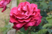 violette-parfumee