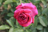 violette-parfumee5