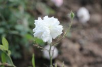 white-cecile-bruner2