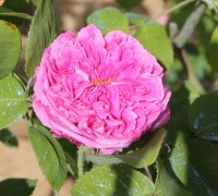 yolande-aragone1