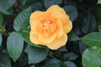 bernstein-rose