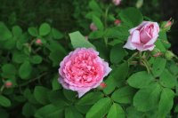 comte-de-chambord