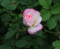morning-blush