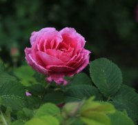 siewka-henri-martinii