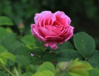 siewka-henri-martiniia