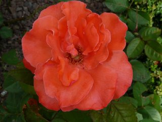 hertrzog-von-windsor-a.jpg