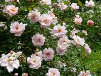 leontine-gervais-1a.jpg