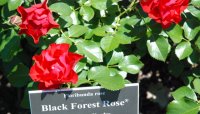 black-forest-rose