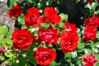 black-forest-rose2