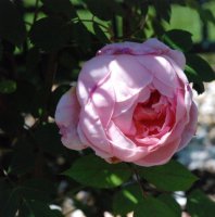 brother-cadfael