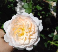 crocus-rose