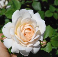 crocus-rosea