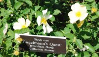 engelman-quest