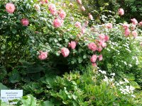 mein-schoner-garten-1.jpg