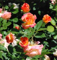gardening-joy