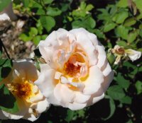 pearlie-mae