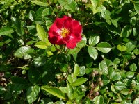 paulette-bentall-a.jpg