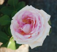 pink-enchantmen