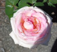 pink-enchantment