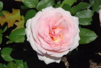 pink-enchantment4
