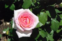 pink-enchenm