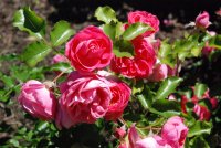 pink-martini