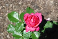 pink-traviata