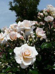 pearl-1a.jpg